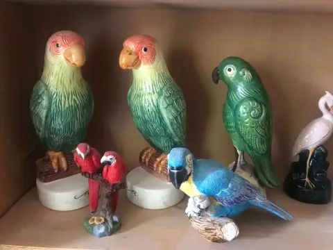 Photo from The Parrot Collector's Estate Sale